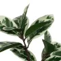 Plante décorative Caoutchouc polypropylène 50 x 50 x 120 cm de BigBuy Home, Plantes artificielles - Réf : S8806701, Prix : 46...