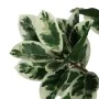 Decorative Plant Rubber 70 x 70 x 150 cm by BigBuy Home, Artificial Plants - Ref: S8806709, Price: 74,71 €, Discount: %