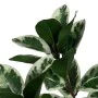 Decorative Plant Rubber 70 x 70 x 150 cm by BigBuy Home, Artificial Plants - Ref: S8806709, Price: 74,71 €, Discount: %