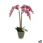 Decorative Plant Orchid Plastic 33 x 77 x 33 cm (2 Units) by Ibergarden, Artificial Plants - Ref: S3623949, Price: 49,85 €, D...