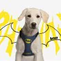 Dog Harness Batman XXS/XS Blue by Batman, Harnesses - Ref: S0725821, Price: 13,16 €, Discount: %