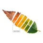 Nordic cover Leaf Pantone by Pantone, Quilts and quilt covers - Ref: S2805332, Price: 34,80 €, Discount: %