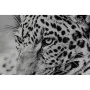 Quadro DKD Home Decor 100 x 2,5 x 100 cm Leopardo Coloniale (2 Unità) di DKD Home Decor, Stampe e quadri su tela - Rif: S3028...