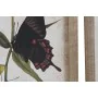 Cuadro DKD Home Decor Mariposas 40 x 2 x 50 cm Shabby Chic (4 Piezas) de DKD Home Decor, Impresiones sobre lienzo - Ref: S302...