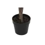 Planta Decorativa DKD Home Decor Cor de Rosa Verde PE (60 x 60 x 125 cm) de DKD Home Decor, Plantas - Ref: S3030599, Preço: 6...