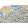 Tappeto DKD Home Decor 120 x 120 x 1 cm Azzurro Cotone Multicolore Indiano Iuta di DKD Home Decor, Tappeti - Rif: S3038323, P...