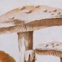 Painting DKD Home Decor Crystal 50 x 70 x 2,8 cm 50 x 2,8 x 70 cm Mushrooms (2 Units) by DKD Home Decor, Prints on Canvas - R...