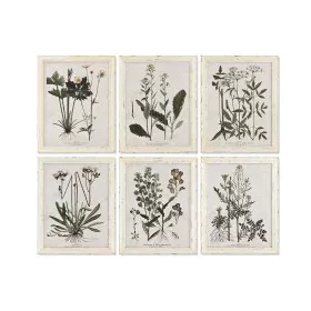 Quadro Home ESPRIT Shabby Chic Piante botaniche 40 x 1,5 x 50 cm (6 Unità) di Home ESPRIT, Stampe e quadri su tela - Rif: S30...