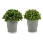 Planta Decorativa Plástico 13 x 17 x 13 cm (12 Unidades) de Ibergarden, Plantas - Ref: S3614916, Precio: 28,01 €, Descuento: %