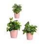 Set of pots Pink Clay (6 Units) by Ibergarden, Flower Pots - Ref: S3616777, Price: 44,65 €, Discount: %