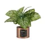 Plante décorative Home Cuivre Cannette (26 x 26 x 26 cm) (6 Unités) de Ibergarden, Plantes artificielles - Réf : S3617837, Pr...