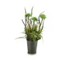 Decorative Plant Lavendar Metal Plastic 13 x 40 x 13 cm (12 Units) by Ibergarden, Artificial Plants - Ref: S3623240, Price: 7...