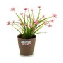 Plantador Stefanplast Castanho Plástico 14 x 13 x 14 cm (12 Unidades) de Stefanplast, Vasos - Ref: S3623599, Preço: 17,88 €, ...