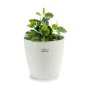 Plantador Stefanplast Branco Plástico 29 x 27 x 29 cm (6 Unidades) de Stefanplast, Vasos - Ref: S3623605, Preço: 32,14 €, Des...