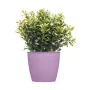 Planter Stefanplast Academy Plastic 11,3 x 10 x 11,3 cm (60 Units) by Stefanplast, Cachepots - Ref: S3623611, Price: 50,25 €,...