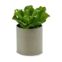 Plante décorative 20 x 25 x 20 cm (6 Unités) de Ibergarden, Plantes artificielles - Réf : S3623998, Prix : 45,83 €, Remise : %