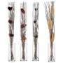 Ramalhetes 100 cm Cinzento Natural (24 Unidades) de Gift Decor, Flores - Ref: S3624758, Preço: 67,91 €, Desconto: %