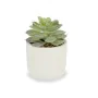 Planta Decorativa Suculenta Plástico 14 x 13,5 x 14 cm (12 Unidades) de Ibergarden, Plantas - Ref: S3626102, Preço: 52,70 €, ...