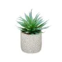 Planta Decorativa Suculenta Madeira Plástico 17 x 21 x 17 cm (8 Unidades) de Ibergarden, Plantas - Ref: S3626105, Preço: 43,9...