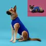 Camisola de recuperação para animais de estimação KVP Azul 21-24 cm de KVP, Fatos de recuperação cirúrgica - Ref: S6100317, P...