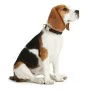 Coleira para Cães Hunter Basic Alu-Strong Vermelho Tamanho L (45-65 cm) de Hunter, Coleiras - Ref: S6100457, Preço: 14,28 €, ...