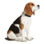 Coleira para Cães Hunter Alu-Strong Laranja 20 de Hunter, Coleiras - Ref: S6101088, Preço: 12,44 €, Desconto: %