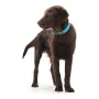 Dog collar Hunter Convenience Turquoise by Hunter, Collars - Ref: S6101130, Price: 7,48 €, Discount: %