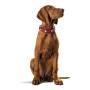 Coleira para Cães Hunter Swiss Vermelho/Preto (41-49 cm) de Hunter, Coleiras - Ref: S6101141, Preço: 44,88 €, Desconto: %