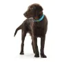 Dog collar Hunter Convenience Turquoise (42-50 cm) by Hunter, Collars - Ref: S6101163, Price: 10,15 €, Discount: %