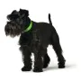 Coleira para Cães Hunter Convenience Verde Tamanho S/M (33-41 cm) de Hunter, Coleiras - Ref: S6102644, Preço: 9,98 €, Descont...