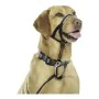 Dressurhalsband für Hunde Company of Animals Halti Schwarz Maulkorb (40-54 cm) von Company of Animals, Trainingshalsbänder - ...