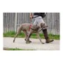 Imbracatura per Cani Company of Animals Halti Nero/Rosso L (80-120 cm) di Company of Animals, Imbracature - Rif: S6103609, Pr...