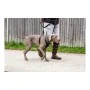 Dog Harness Company of Animals Halti Size S (26-36 cm) by Company of Animals, Harnesses - Ref: S6103610, Price: 20,10 €, Disc...