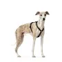 Arnês para Cães Hunter Preto L M/L de Hunter, Arneses - Ref: S6103640, Preço: 25,20 €, Desconto: %