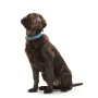 Dog collar Hunter Convenience 47-55 cm L Turquoise by Hunter, Collars - Ref: S6104258, Price: 11,33 €, Discount: %