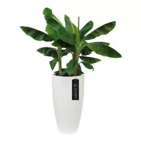 Plant pot Elho White Plastic Circular Ø 35 cm Ø 34,5 x 61,5 cm by Elho, Flower Pots - Ref: S7106097, Price: 97,55 €, Discount: %