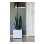 Plant pot EDA White Plastic 5 cm by EDA, Flower Pots - Ref: S7106128, Price: 36,82 €, Discount: %