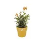 Plant pot Elho 9262302511800 Ocre Plastic Circular Ø 24,7 x 23,2 cm by Elho, Flower Pots - Ref: S7106333, Price: 30,33 €, Dis...