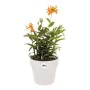 Vaso Elho Branco Plástico Redondo Ø 35 cm Ø 35 x 32 cm de Elho, Vasos para flores - Ref: S7106341, Preço: 46,66 €, Desconto: %