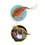 Gioco di Scienza Clementoni Triops et le monde des dinosaures FR di Clementoni, Scienza - Rif: S7123457, Prezzo: 47,92 €, Sco...