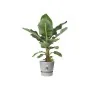 Maceta Elho Greenville Ø 24,48 cm Plástico de Elho, Macetas para flores - Ref: S7148979, Precio: 29,81 €, Descuento: %