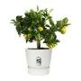 Pot Elho Greenville Ronde Blanc Plastique (Ø 29,5 x 27,8 cm) de Elho, Pots de fleurs - Réf : S7148985, Prix : 37,32 €, Remise...