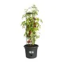 Plant pot Elho Basics Tomato Black (Ø 33 cm) by Elho, Flower Pots - Ref: S7149046, Price: 44,23 €, Discount: %