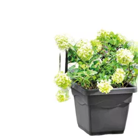 Pot Deroma Carré Anthracite Injecté Ø 38 cm de Deroma, Pots de fleurs - Réf : S7149179, Prix : 27,59 €, Remise : %