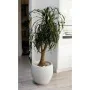 Maceta EDA Graphit Redondo Blanco Ø 50 cm de EDA, Macetas para flores - Ref: S7149304, Precio: 67,69 €, Descuento: %