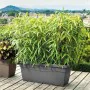 Plant pot Deroma Day R 80 x 33,5 cm Rectangular Anthracite Injected by Deroma, Flower Pots - Ref: S7152058, Price: 41,20 €, D...