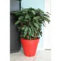 Maceta Riviera Rojo Polipropileno Plástico Redondo Bola Ø 50 cm de Riviera, Macetas para flores - Ref: S7152081, Precio: 49,8...