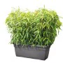 Pot Deroma Anthracite Recyclado Injecté 100 cm de Deroma, Pots de fleurs - Réf : S7168632, Prix : 55,31 €, Remise : %