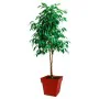 Pot EDA Plastique 39 cm de EDA, Pots de fleurs - Réf : S7189314, Prix : 33,76 €, Remise : %