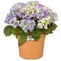 Pot Elho Ronde Rose Plastique Ø 30 cm de Elho, Pots de fleurs - Réf : S7189748, Prix : 32,91 €, Remise : %